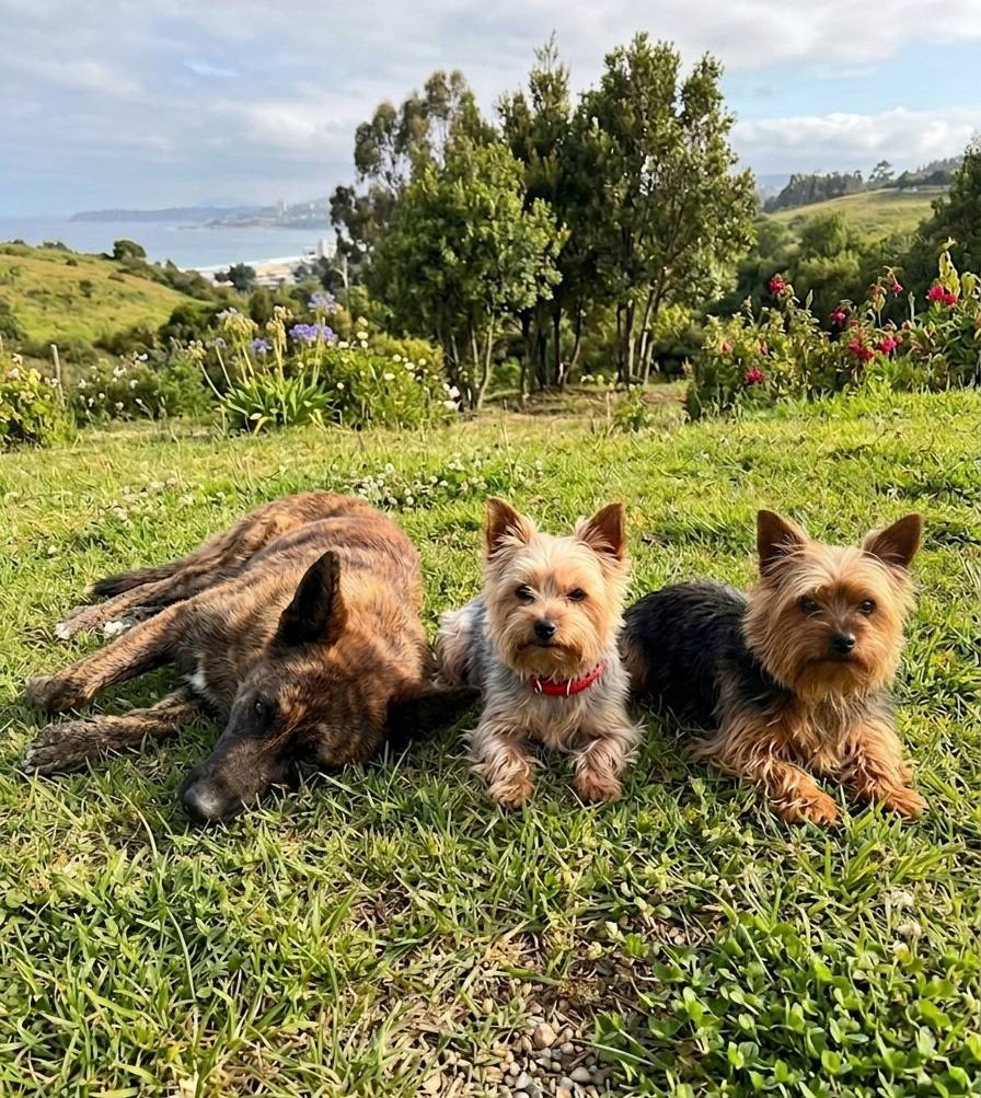 Perros en el pasto